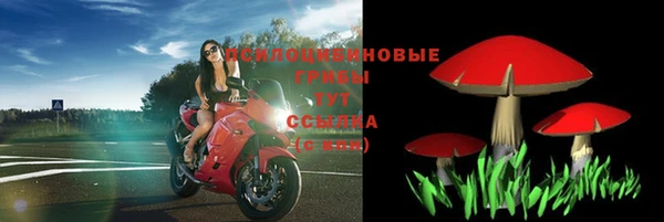 стаф Алзамай